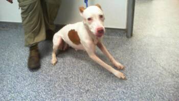 SISSY -  Pit Bull Terrier Dog for Adoption in Charlotte, North Carolina - SISSY | PetCurious