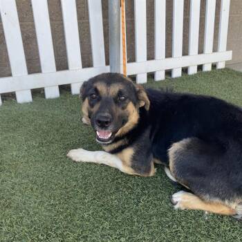 Rescue Australian Shepherd and Mixed Breed Dogs for Adoption in Modesto, California - GILBERT | PetCurious