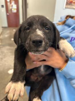 Labrador Retriever Dogs Available for Adoption in Gautier, Mississippi - Abraham | PetCurious