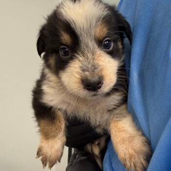 Teddy -  Australian Shepherd and Australian Cattle Dog Blue Heeler Dog for Adoption in Abilene, Texas - Teddy | PetCurious