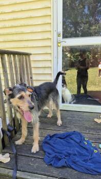 Teddy -  Australian Cattle Dog Blue Heeler and Doberman Pinscher Dog for Adoption in Mansfield, Ohio - Teddy | PetCurious