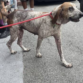 Paige -  Hound and Mixed Breed Dog for Adoption in Savannah, Georgia - Paige | PetCurious