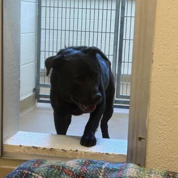 Mixed Breed Dogs Available for Adoption in Asheville, North Carolina - Bobby | PetCurious