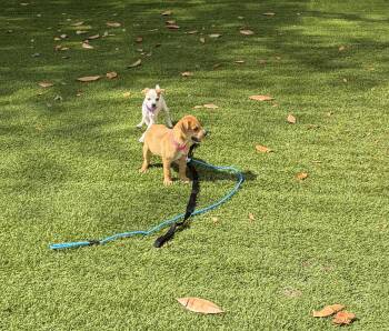 Hamilton -  Australian Cattle Dog Blue Heeler Dog for Adoption in Kannapolis, North Carolina - Hamilton | PetCurious