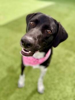Rescue Mixed Breed Dogs for Adoption in Fort Worth, Texas - Lily | PetCurious