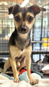 Boggle -  Chihuahua Dog for Adoption in Muskegon, Michigan - Boggle | PetCurious