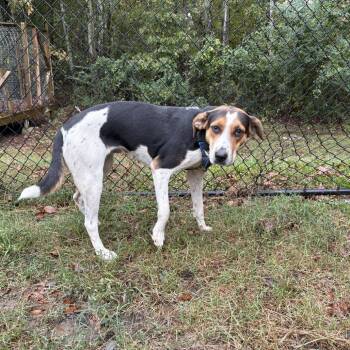 Rescue Hound Dogs for Adoption in Cabot, Arkansas - Daisy | PetCurious