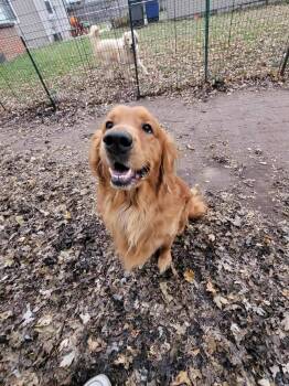 Rescue Golden Retriever Dogs for Adoption in Waterville, Ohio - Odin | PetCurious
