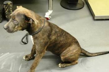 Marigold -  Terrier and Mixed Breed Dog for Adoption in Picayune, Mississippi - Marigold | PetCurious