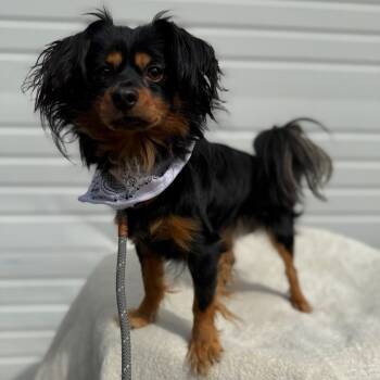 Rescue Chihuahua Dogs for Adoption in Newberg, Oregon - Beckett | PetCurious