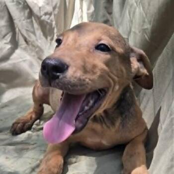 Alex -  Pit Bull Terrier Dog for Adoption in Jackson, Louisiana - Alex | PetCurious