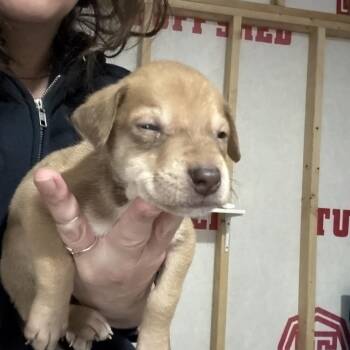 Peeps -  Mixed Breed Dog for Adoption in Sacramento, California - Peeps | PetCurious
