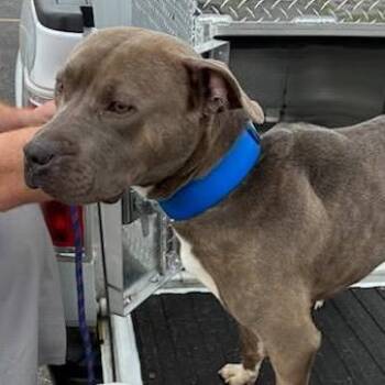 Pit Bull Terrier and Mastiff Dogs Available for Adoption in East St. Louis, Illinois - Baconator | PetCurious