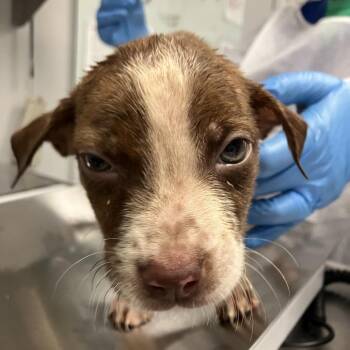 Vulpix -  Mixed Breed Dog for Adoption in Greenville, South Carolina - Vulpix | PetCurious