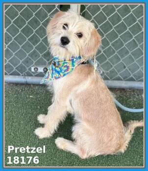 Terrier and Wheaten Terrier Dogs Available for Adoption in Marietta, Georgia - PRETZEL | PetCurious