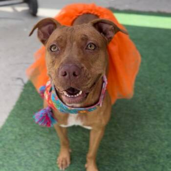 Ms. Grace -  Vizsla and Cattle Dog Dog for Adoption in Houston, Texas - Ms. Grace | PetCurious