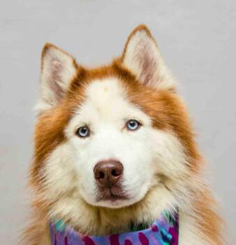 Maui -  Siberian Husky Dog for Adoption in Sanford, Florida - Maui | PetCurious