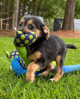 Bumper -  Shih Tzu and Chihuahua Dog for Adoption in Princeton, Massachusetts - Bumper | PetCurious