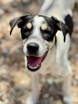 Spruce -  Mixed Breed Dog for Adoption in Hondo, Texas - Spruce | PetCurious