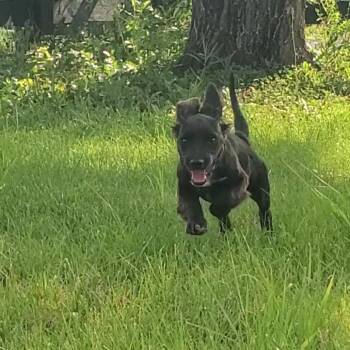 Nova (In Foster) -  Border Collie and Mixed Breed Dog for Adoption in Marshall, Virginia - Nova (In Foster) | PetCurious