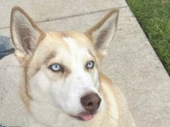 Mixed Breed Dogs Available for Adoption in Georgetown, Texas - Odette | PetCurious