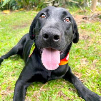 Mixed Breed Dogs Available for Adoption in Kailua-kona, Hawaii - Moose | PetCurious