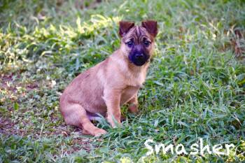 Smasher -  Corgi and Chihuahua Dog for Adoption in Topeka, Kansas - Smasher | PetCurious