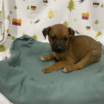 A614382 -  German Shepherd Dog Dog for Adoption in Modesto, California - A614382 | PetCurious