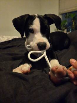 Baduk -  American Staffordshire Terrier Dog for Adoption in Dallas, Texas - Baduk | PetCurious