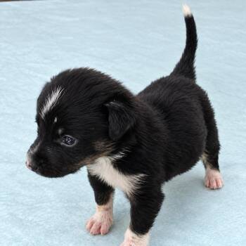 Pepe Le Pew -  Chihuahua Dog for Adoption in Colorado Springs, Colorado - Pepe Le Pew | PetCurious
