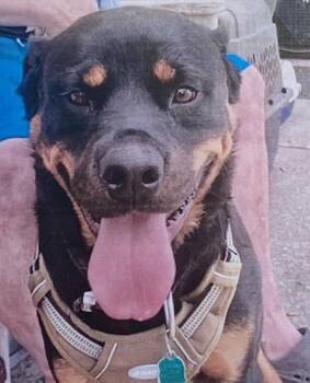 Wrecks -  Rottweiler Dog for Adoption in Fort Madison, Iowa - Wrecks | PetCurious