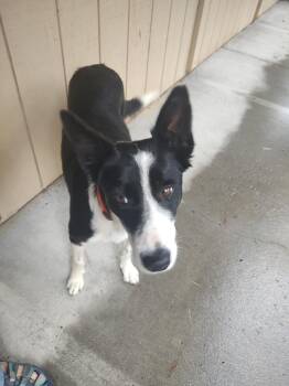 Jane -  Border Collie Dog for Adoption in Bend, Oregon - Jane | PetCurious