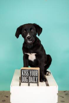 Australian Cattle Dog Blue Heeler Dogs Available for Adoption in Brighton, Colorado - 326-26 | PetCurious