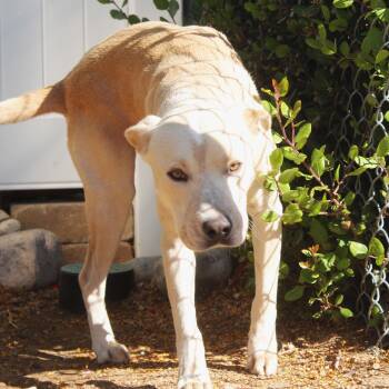 Howard -  Shepherd and Pit Bull Terrier Dog for Adoption in Yucca Valley, California - Howard | PetCurious