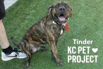 Tinder -  Pit Bull Terrier and Mixed Breed Dog for Adoption in Kansas City, Missouri - Tinder | PetCurious