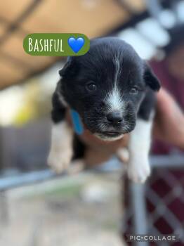 Bashful -  Akita Dog for Adoption in Lodi, California - Bashful | PetCurious
