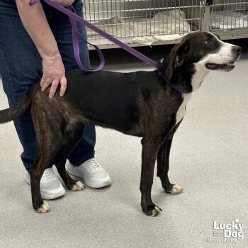 Shepherd and Plott Hound Dogs Available for Adoption in Washington, District Of Columbia - Aryn | PetCurious