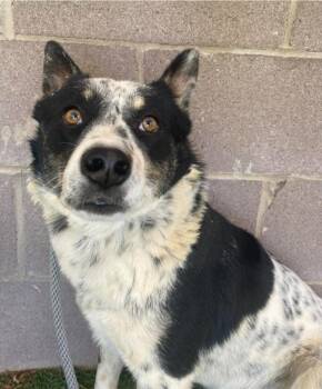 Australian Cattle Dog Blue Heeler Dogs Available for Adoption in Sedalia, Colorado - Carlisle | PetCurious