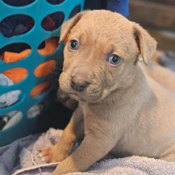 Boxer and Mixed Breed Dogs Available for Adoption - Floki(Puppy 3) | PetCurious