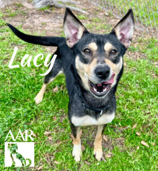 Rescue Miniature Pinscher and Australian Kelpie Dogs for Adoption in Magnolia, Texas - Lacy | PetCurious