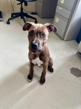 OHLONE* -  Pit Bull Terrier and Mixed Breed Dog for Adoption in Santa Cruz, California - OHLONE* | PetCurious