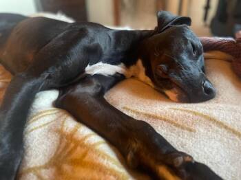 Freddy -  Black Labrador Retriever and Whippet Dog for Adoption in Calgary, Alberta - Freddy | PetCurious
