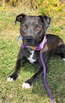 Rescue Mixed Breed Dogs for Adoption in Cooperstown, New York - Zelda | PetCurious
