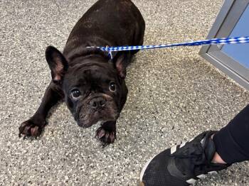 French Fry -  French Bulldog Dog for Adoption in Liverpool, New York - French Fry | PetCurious
