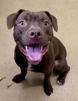 ELMO -  Labrador Retriever and Mixed Breed Dog for Adoption in Derwood, Maryland - ELMO | PetCurious