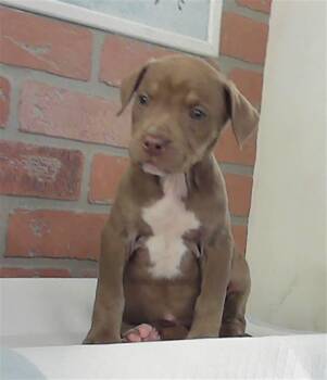 Staffordshire Bull Terrier and Mixed Breed Dogs Available for Adoption - PANSY | PetCurious