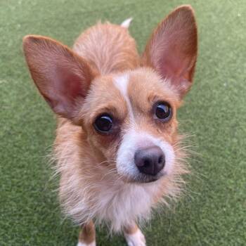 Mixed Breed Dogs Available for Adoption in Fairport, New York - Honeysuckle | PetCurious