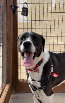 Hound and Mixed Breed Dogs Available for Adoption in Fort Collins, Colorado - Harrington | PetCurious