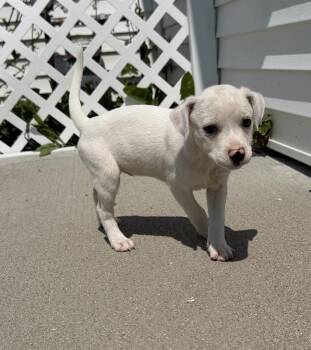 Delaware : Dover -  Labrador Retriever and Beagle Dog for Adoption in Aurora, Indiana - Delaware : Dover | PetCurious