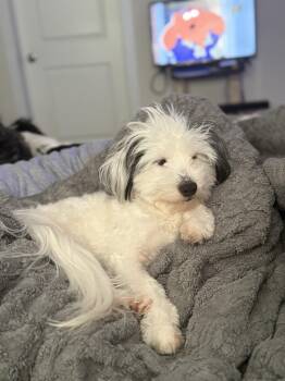 Bruno -  Bichon Frise and Maltese Dog for Adoption - Bruno | PetCurious